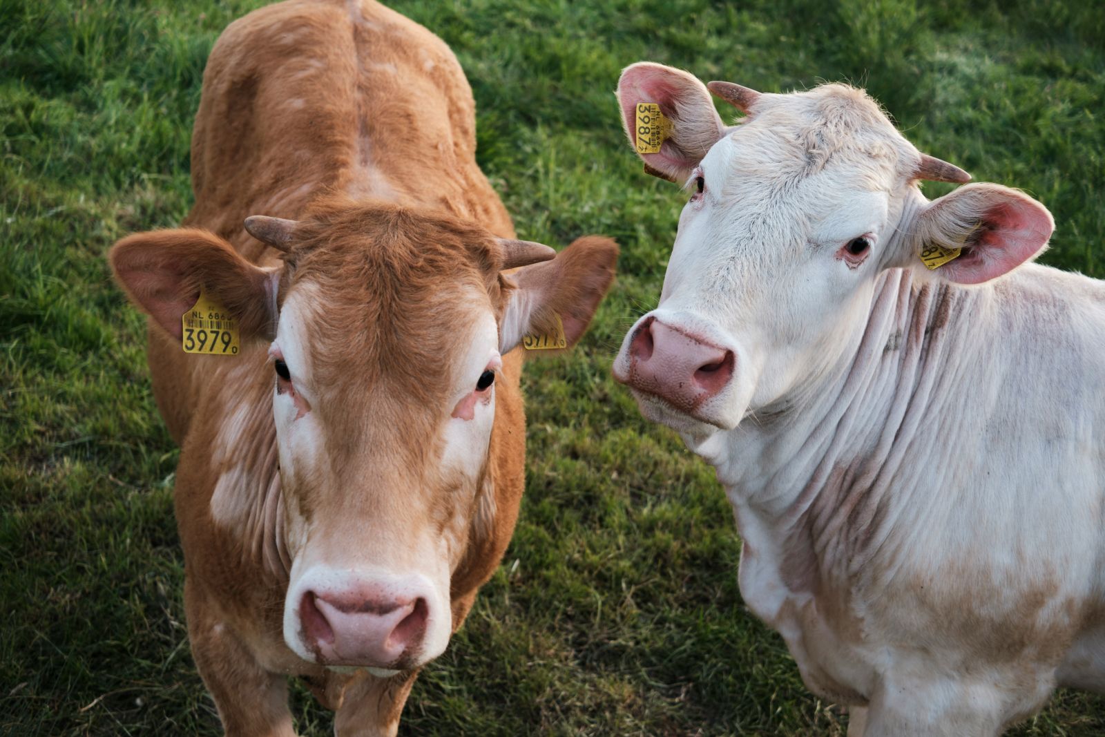 Cattle Firming to Close Out the Year