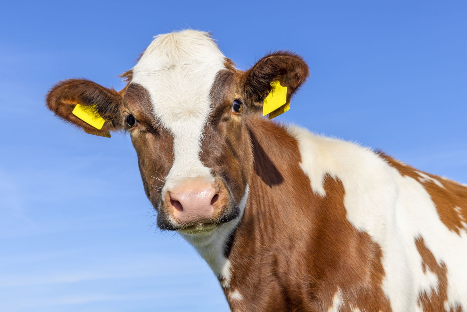 Cattle Rally Back on Thursday, as Cash Strength Continues