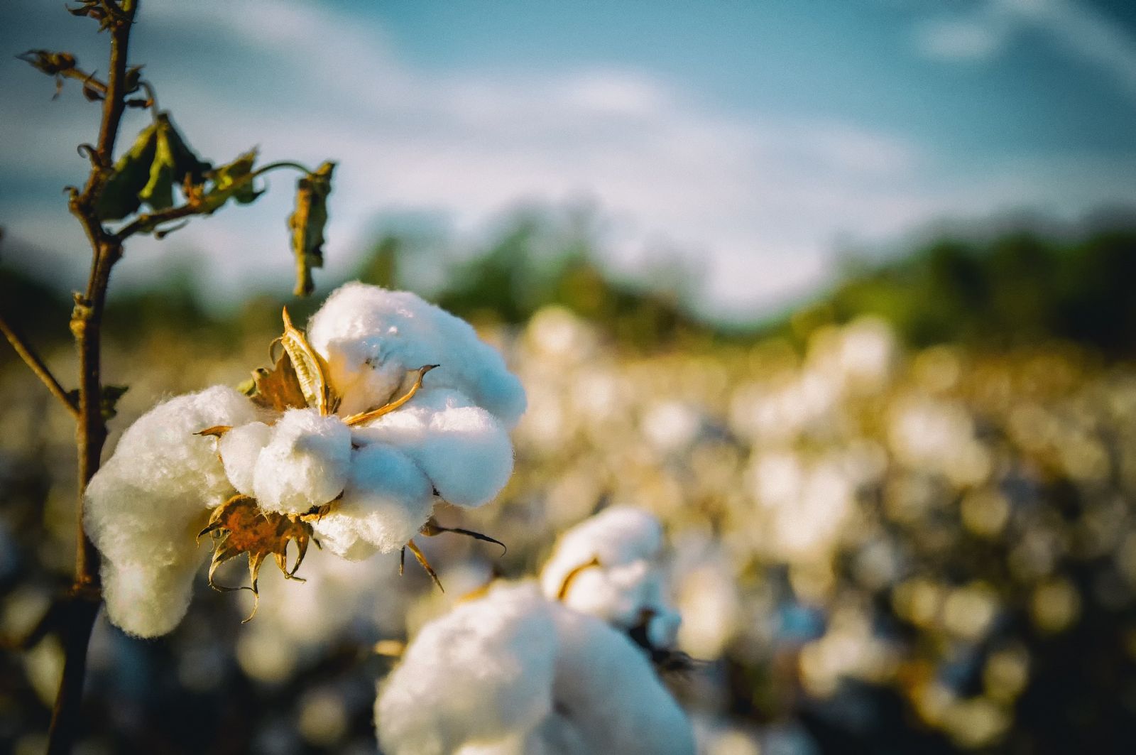 Cotton Pressured Lower on Thursday