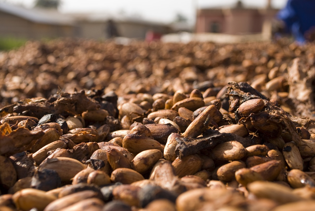 Cocoa Prices Consolidate Below Last Week’s Highs