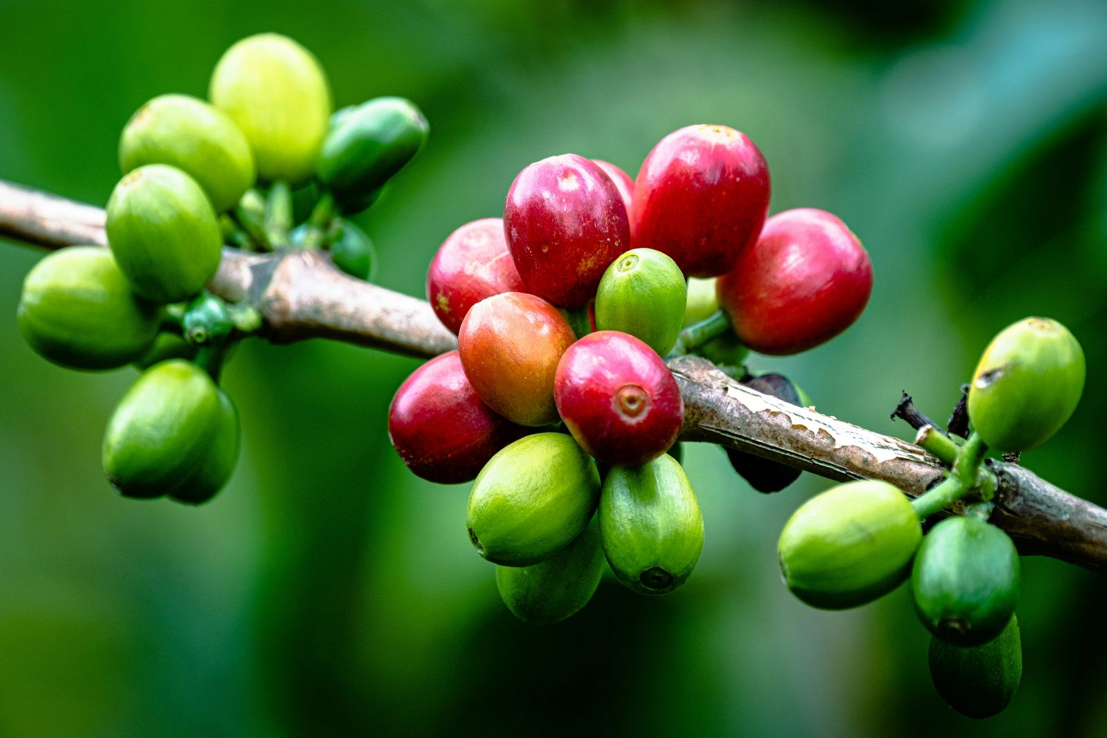 Arabica Coffee Climbs on Dry Conditions in Brazil