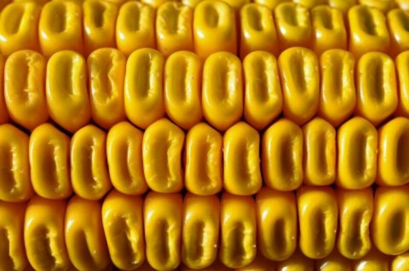 Corn Holds Gains on Monday