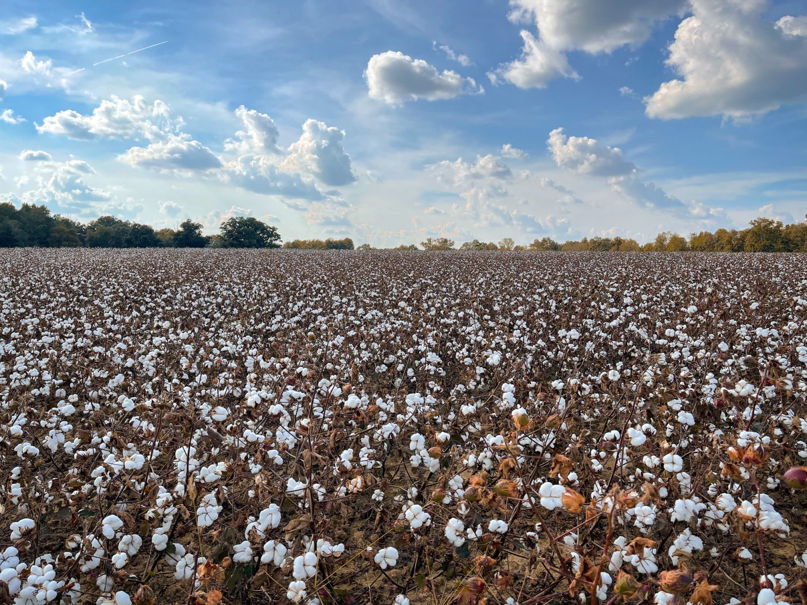 Cotton Heading Lower on Friday