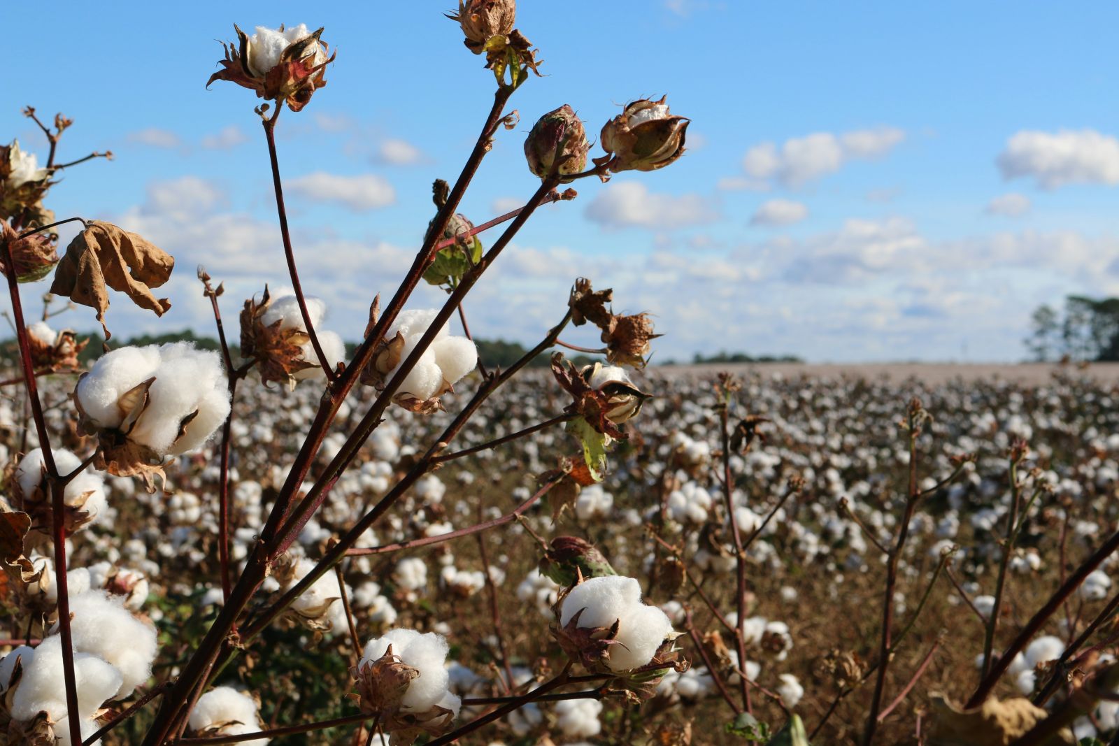 Cotton Extending Losses into Tuesday AM