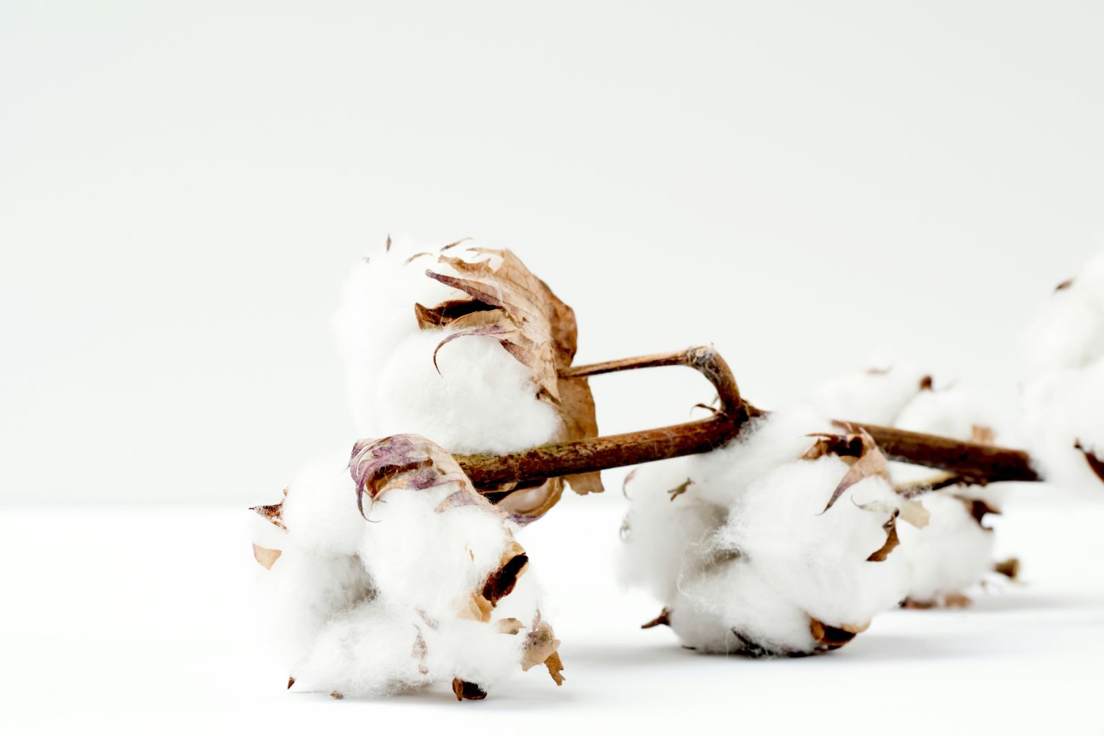 Cotton Bulls Feeling Jolly with Monday Rally