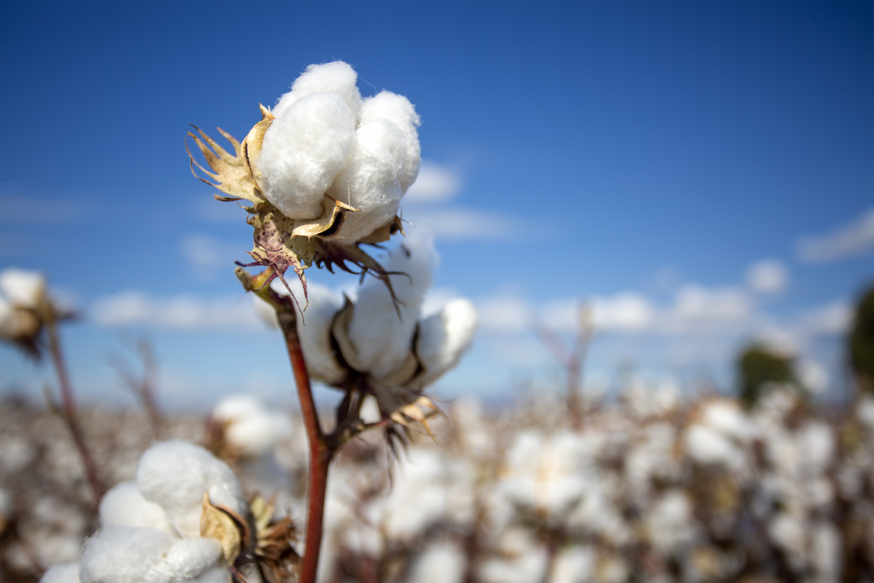 Cotton Falling on Friday with Larger Stocks Looming