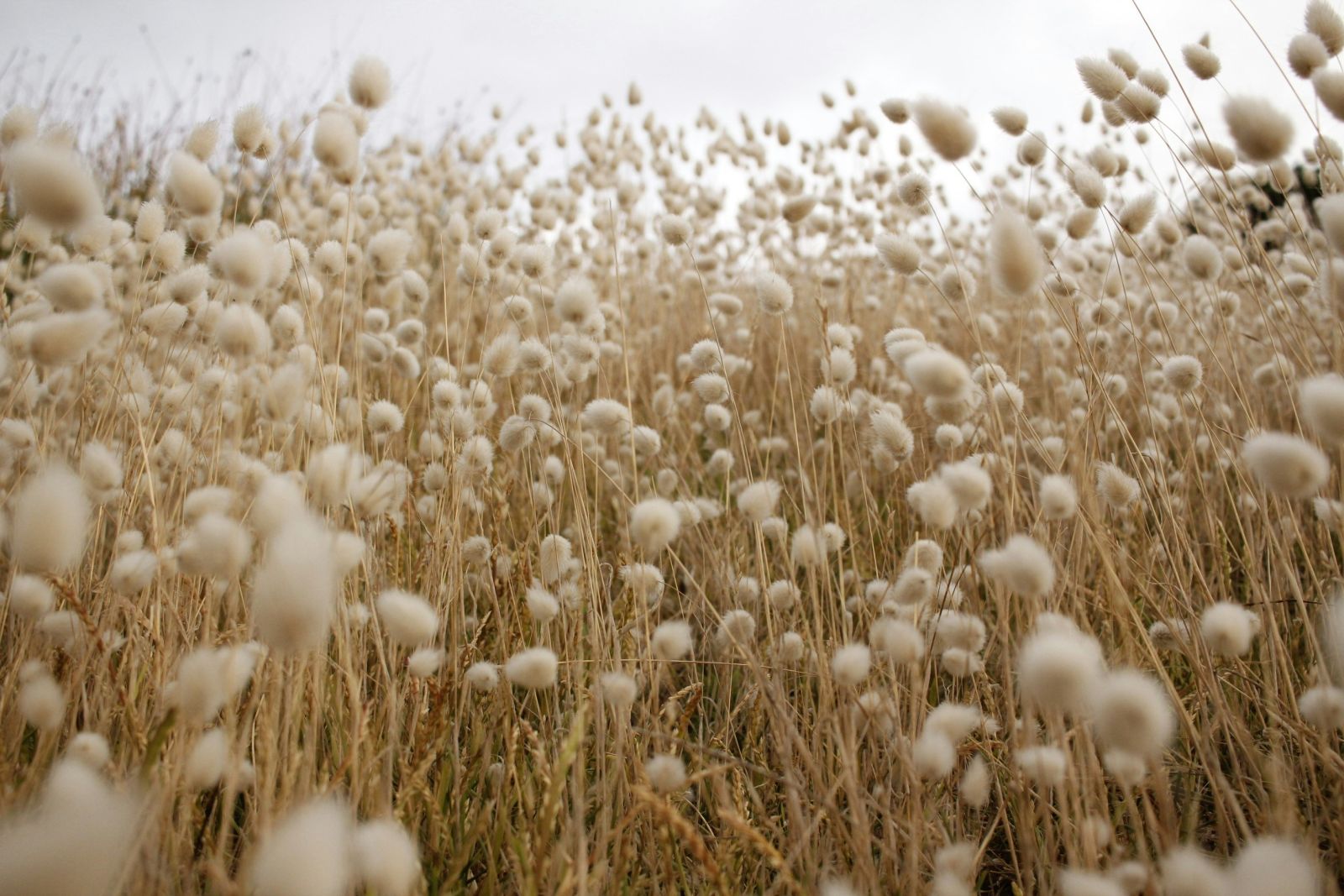 Cotton Slips Lower into the Monday Close