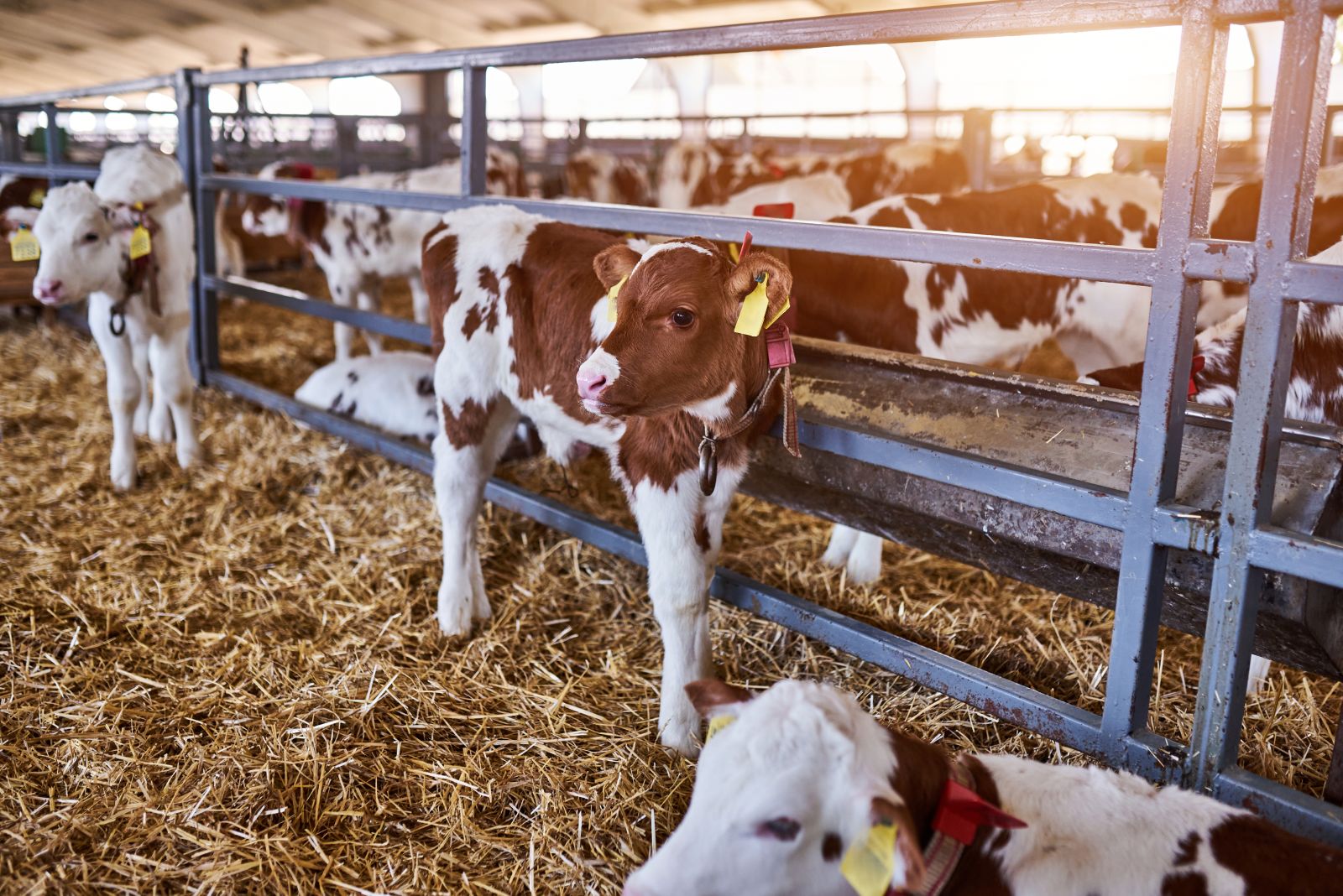 Cattle Look to React to Neutral Cattle on Feed Data