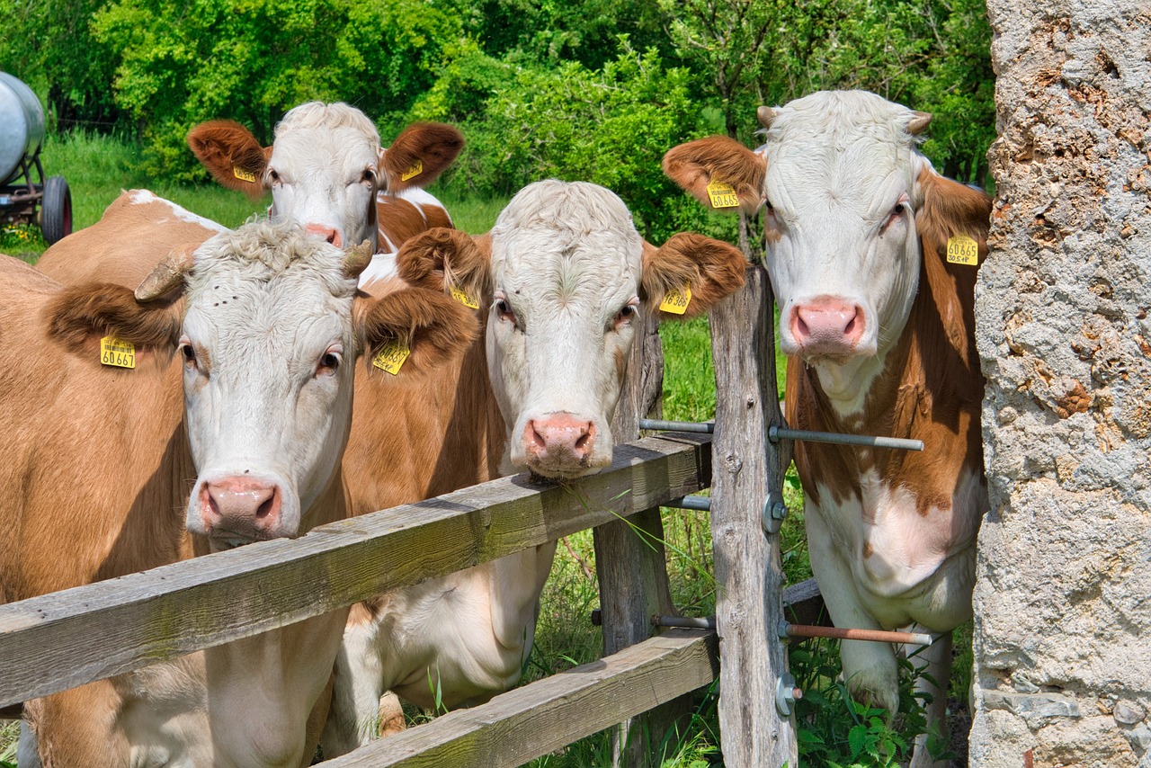 Cattle Back to Mixed Trade, as Cash Leads the Nearbys