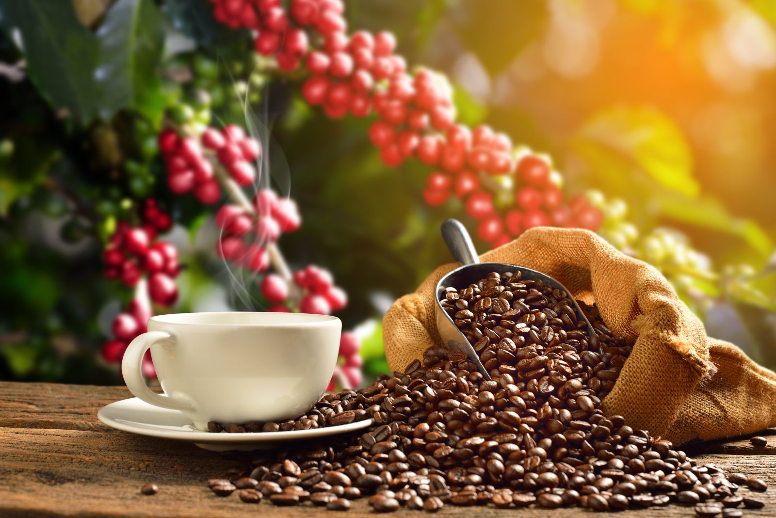 Arabica Coffee Prices Settle Higher on Below-Normal Rain in Brazil