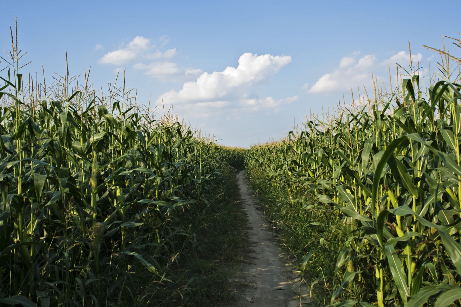 Corn Rallies into the Weekend with Massive Yield Cut