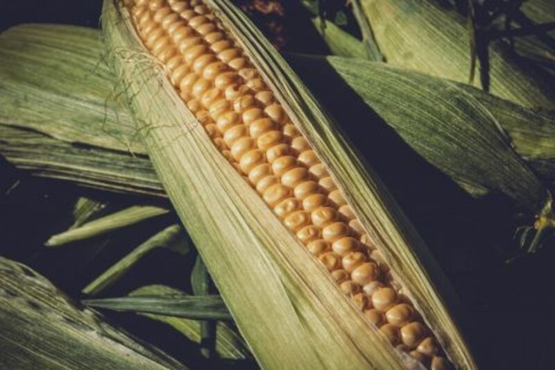 Corn Near Unchanged on Tuesday Morning