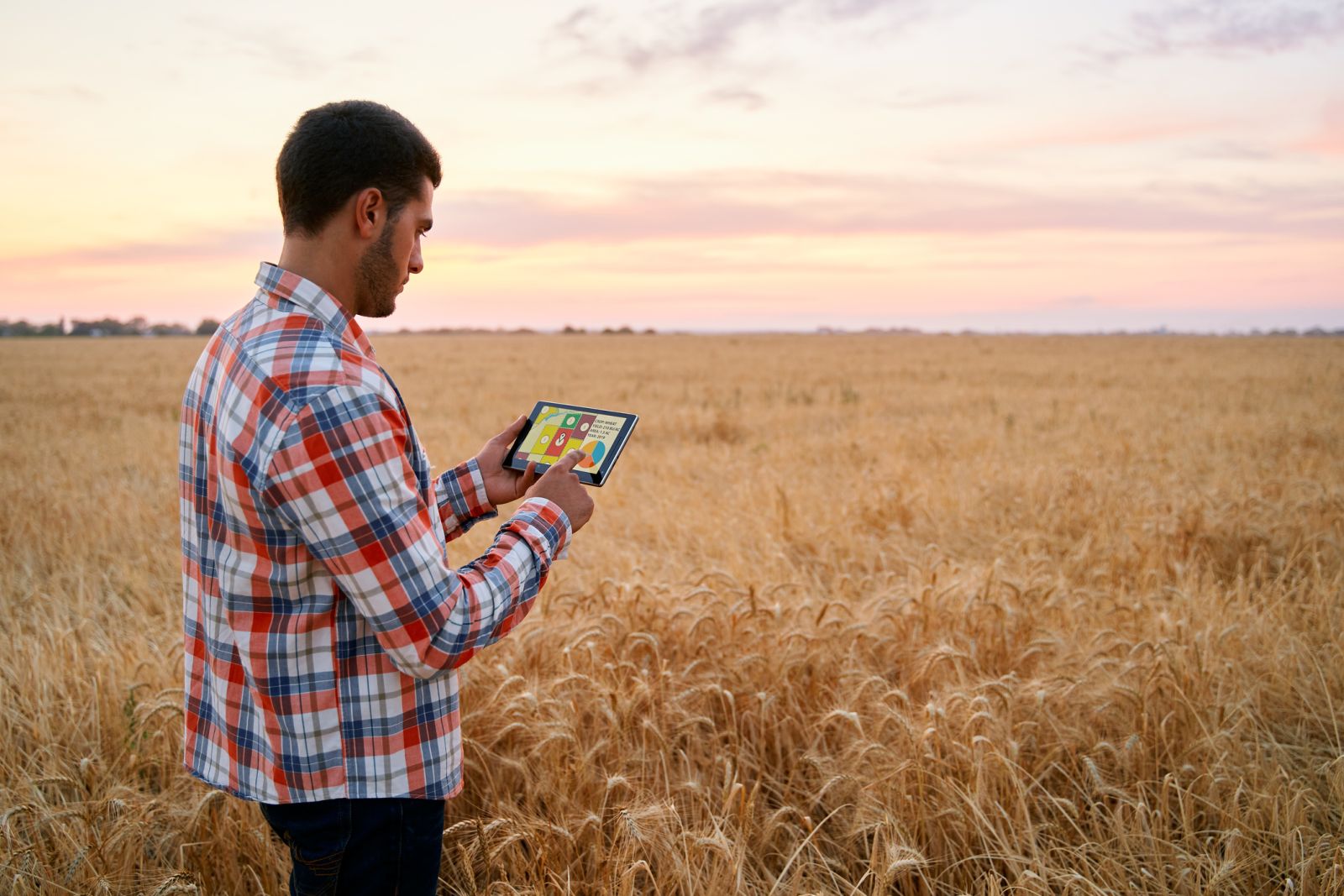 Wheat Near Unchanged at Midday