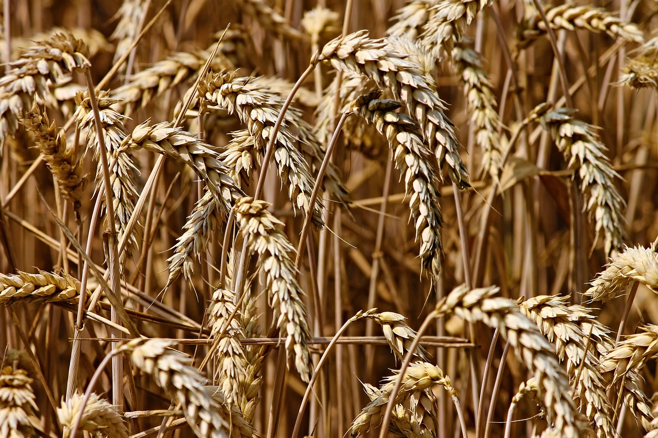 Wheat Rallies to Begin Christmas Week