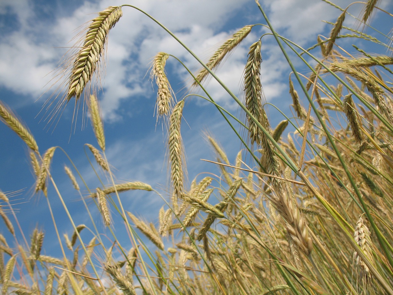 Wheat Manages to Close Mixed on Friday