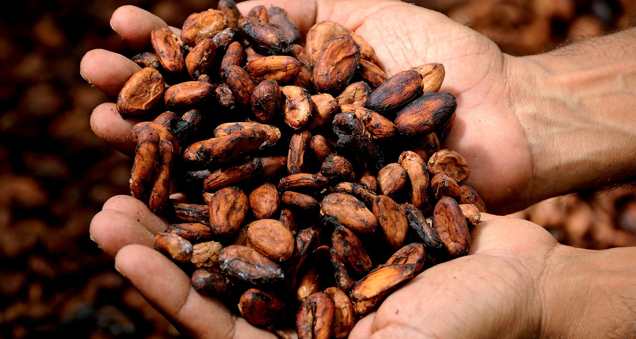 Cocoa Prices Plunge on Fund Liquidation in Thin Holiday Markets