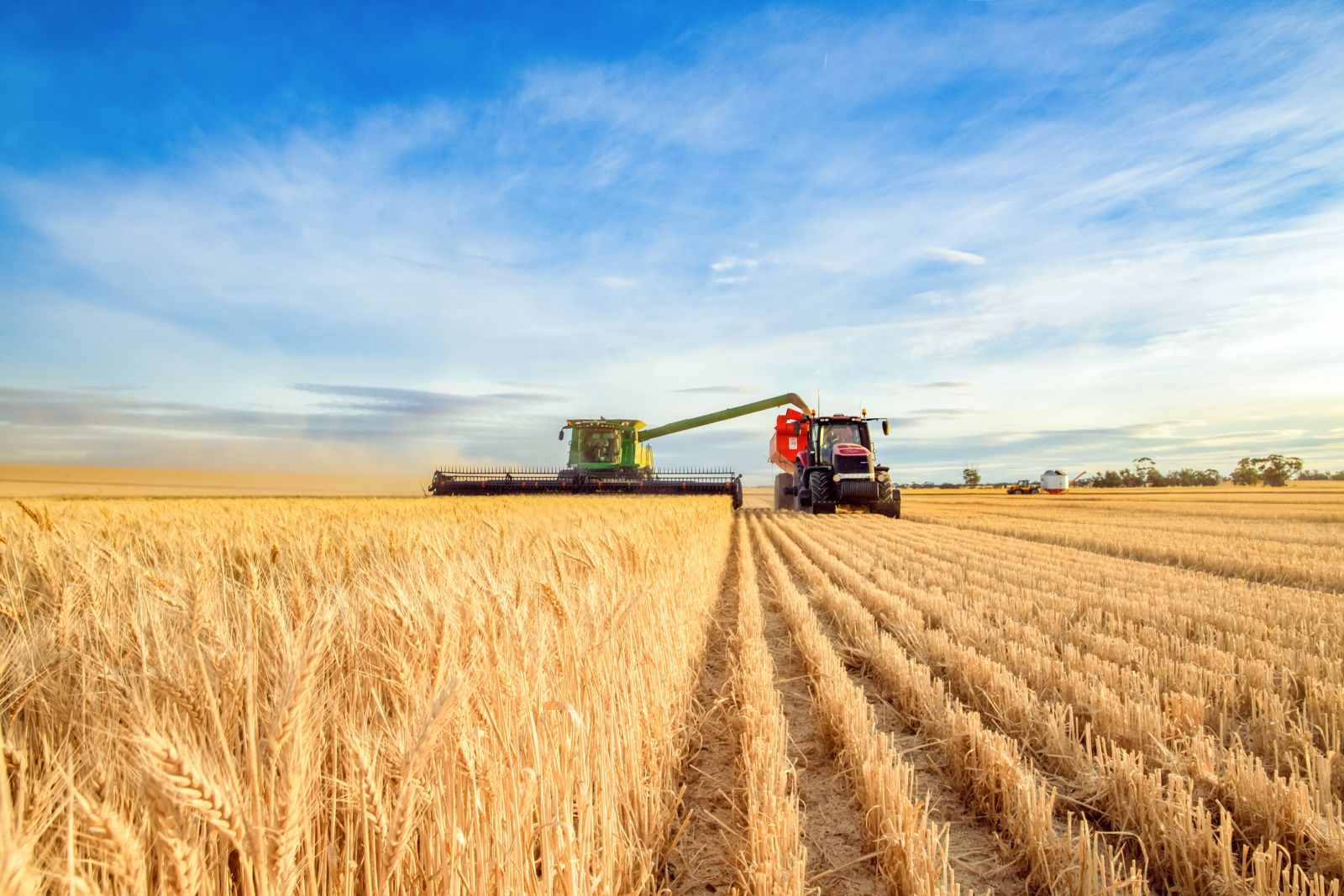 Wheat Falls Lower on Thursday