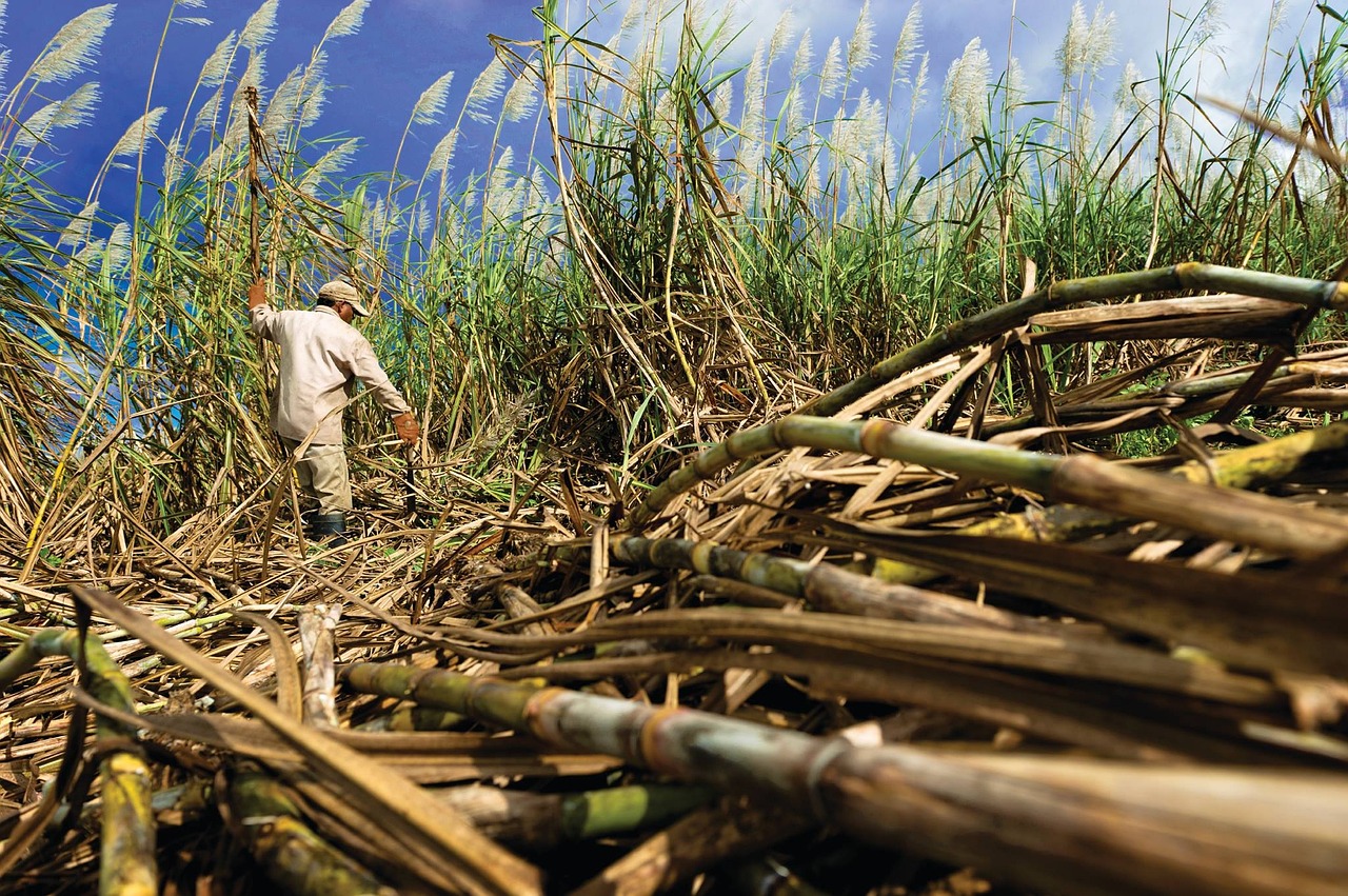 Sugar Prices Rebound as India’s Sugar Output Falters