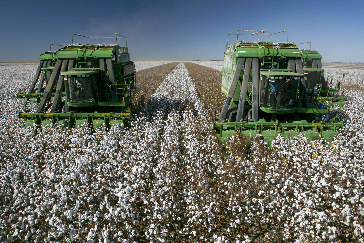 Cotton Sneaking Higher at Midday