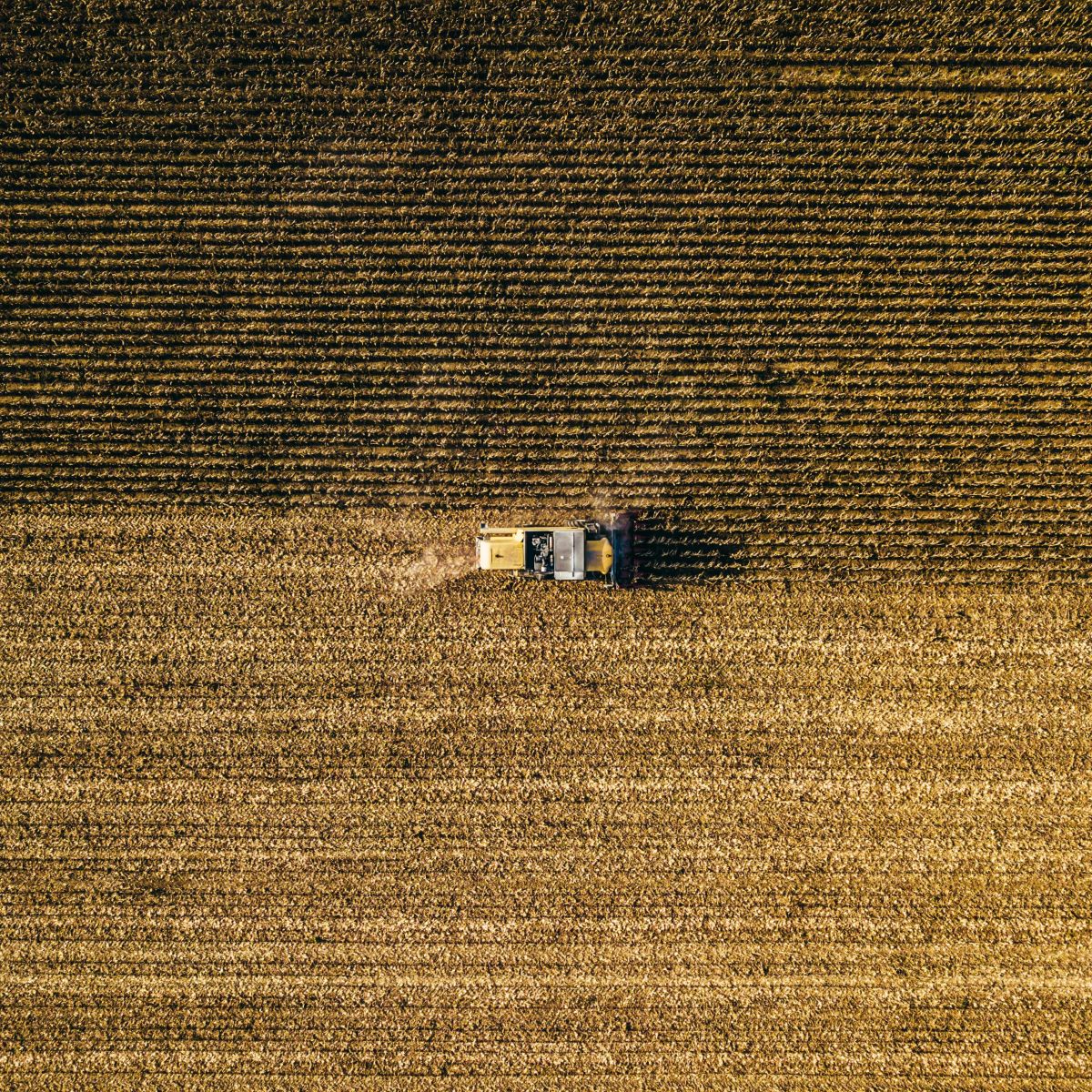 Wheat Heads into the Weekend Mixed