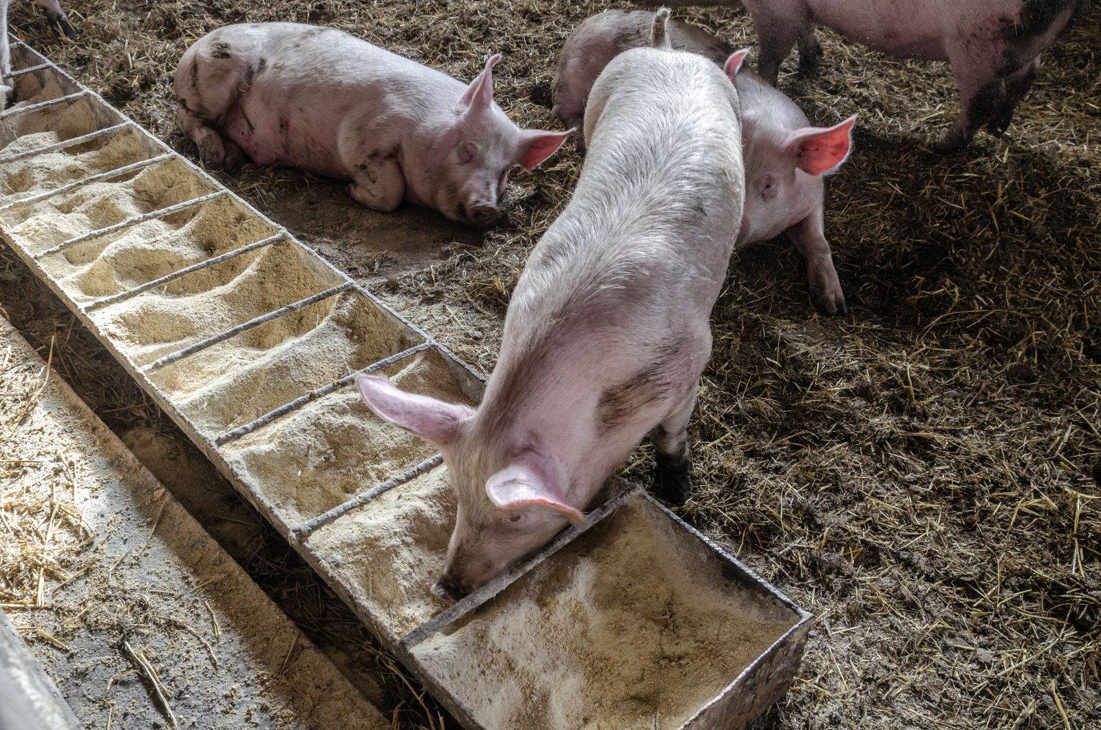 Hogs Rally on Friday with Fresh Hogs & Pigs Data Due Monday