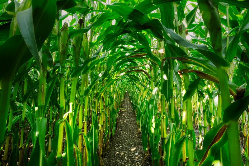 Corn Collapsing into the Weekend