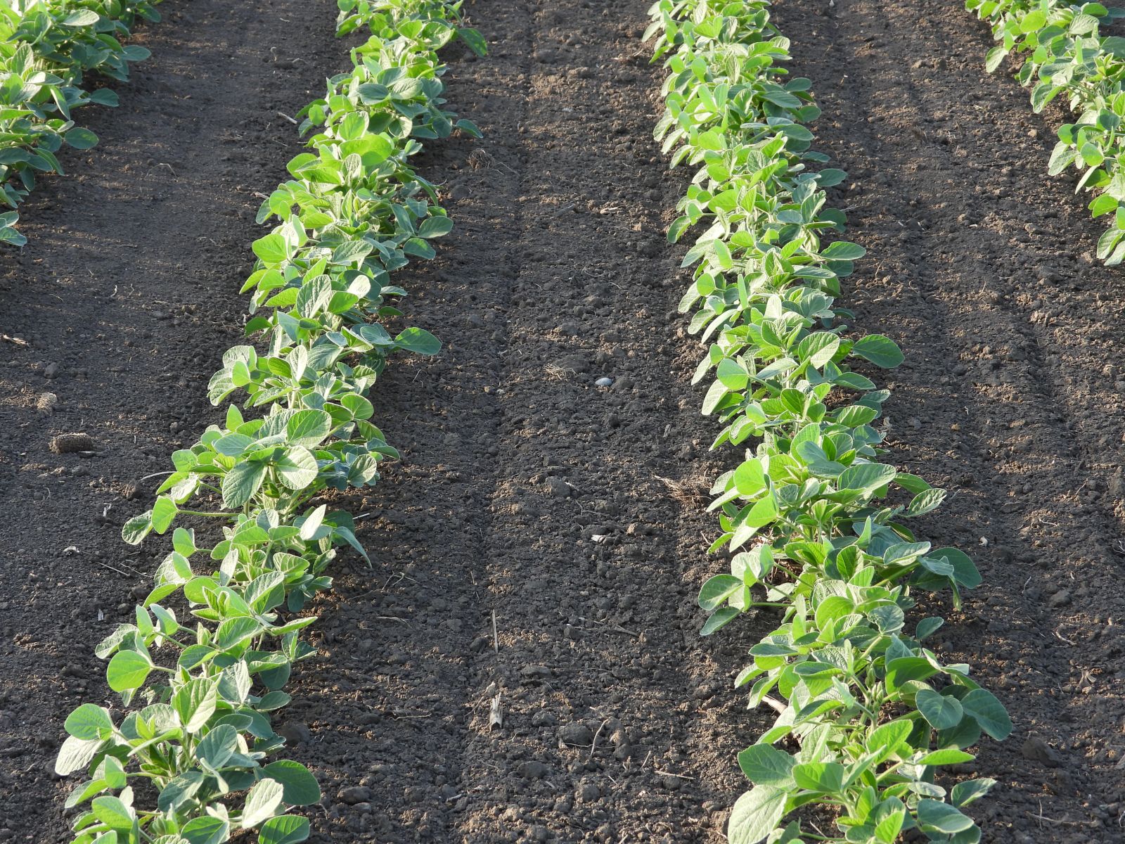 Soybeans Post Rally on USDA Data Day