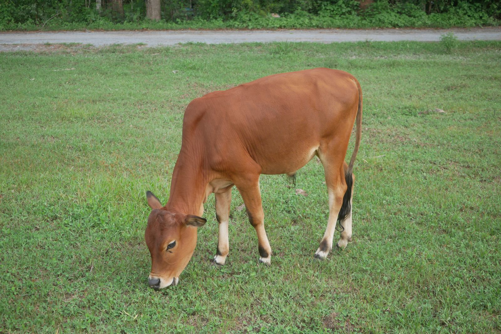 Cattle Post Mixed Action Heading into Christmas