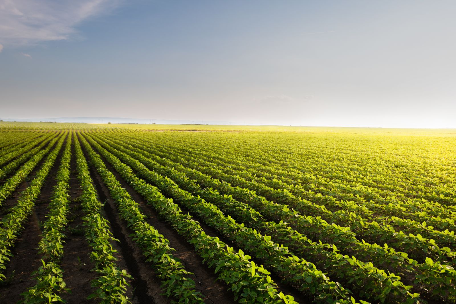 Soybeans Post Christmas Eve Gains