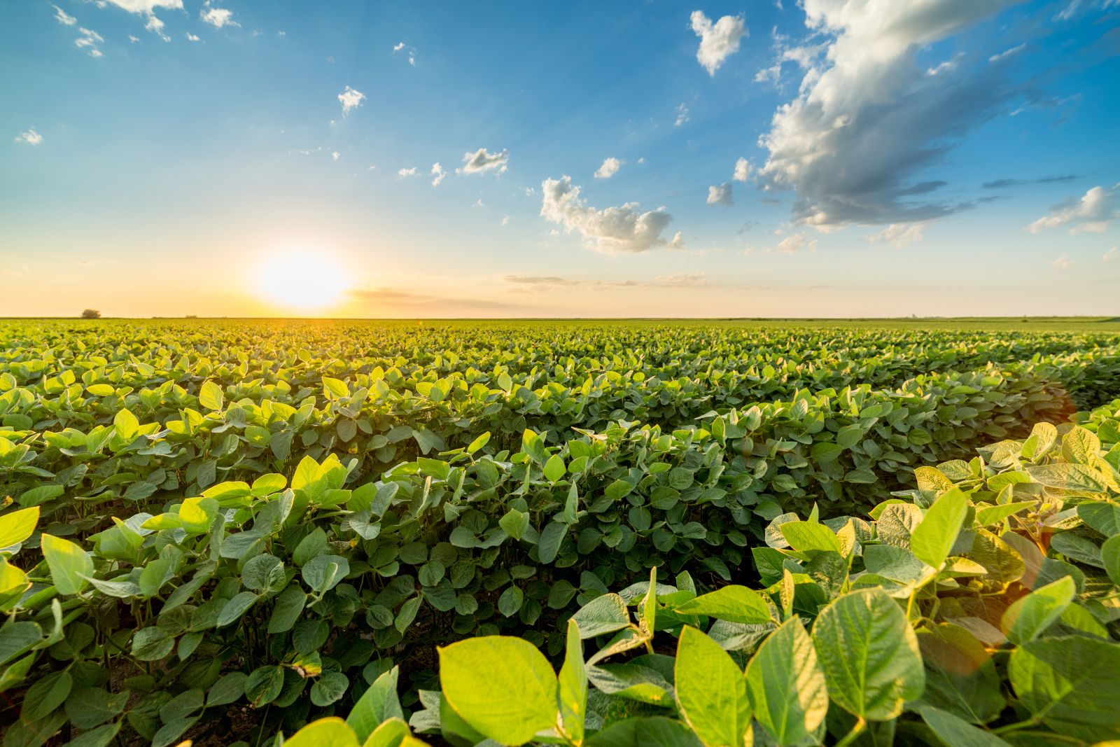 Soybeans Claw Back Some Gains as Products Pop