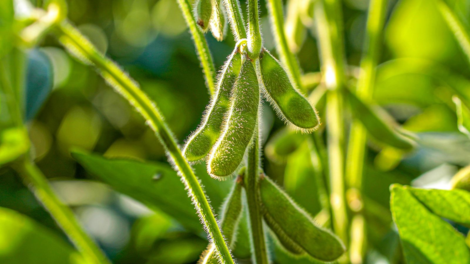 Soybeans Sneaking Lower on Monday Morning