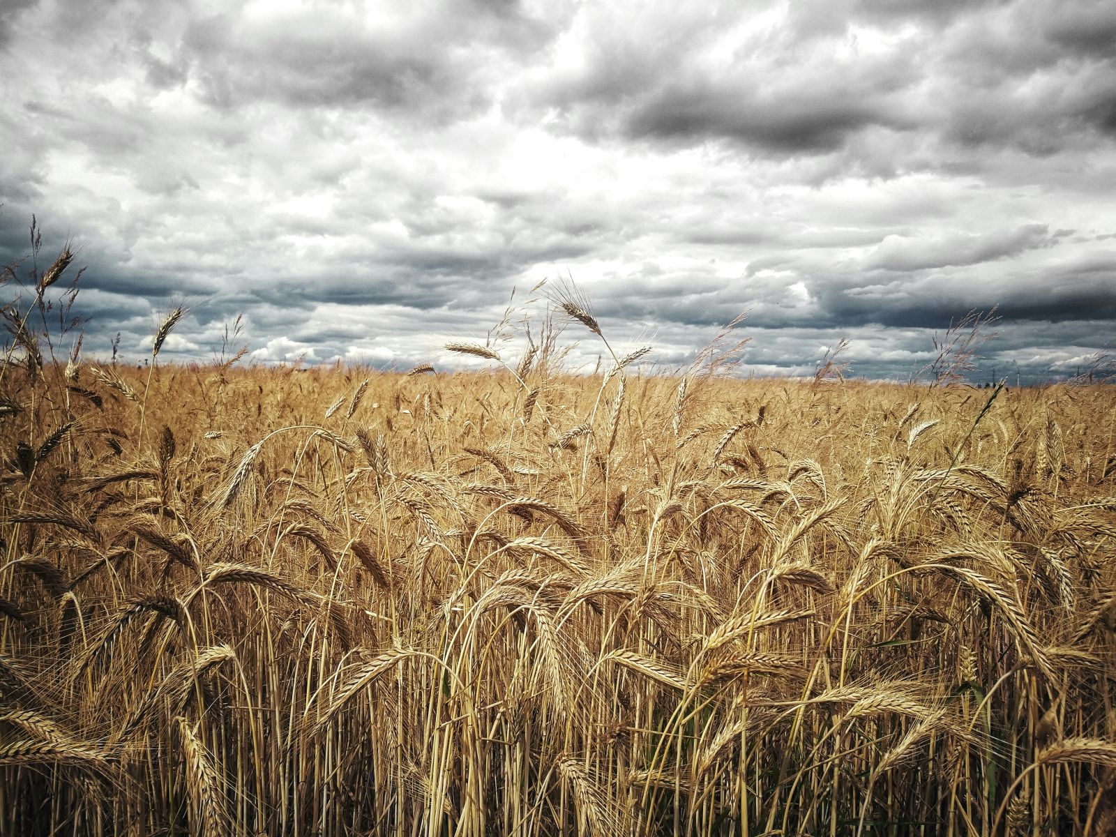 Wheat Collapses into the Weekend, with Marketing Year Low in Export Business