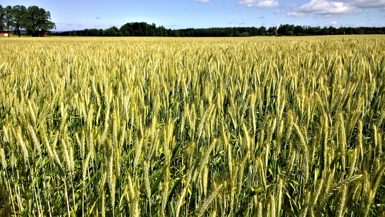 Wheat Pushing Higher at Midday