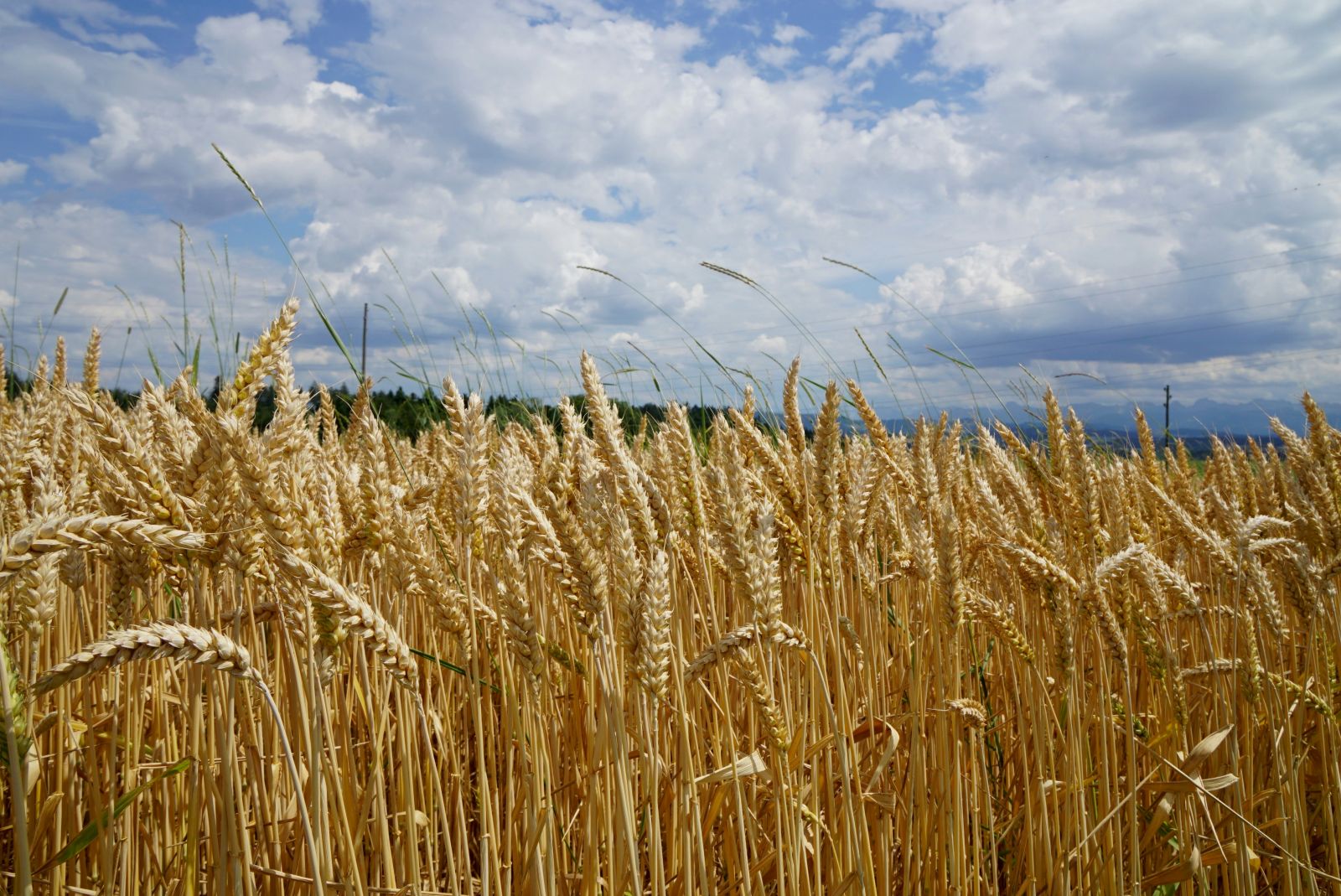 Wheat Getting Pulled Higher at Midday