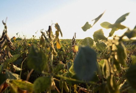 Estimación de cosecha de soja en Argentina podría caer por heladas – Bolsa de Cereales