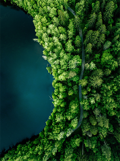 Trees from above