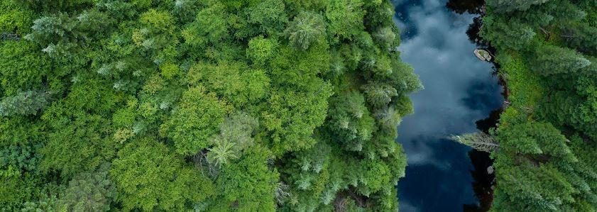 abstract trees with a river