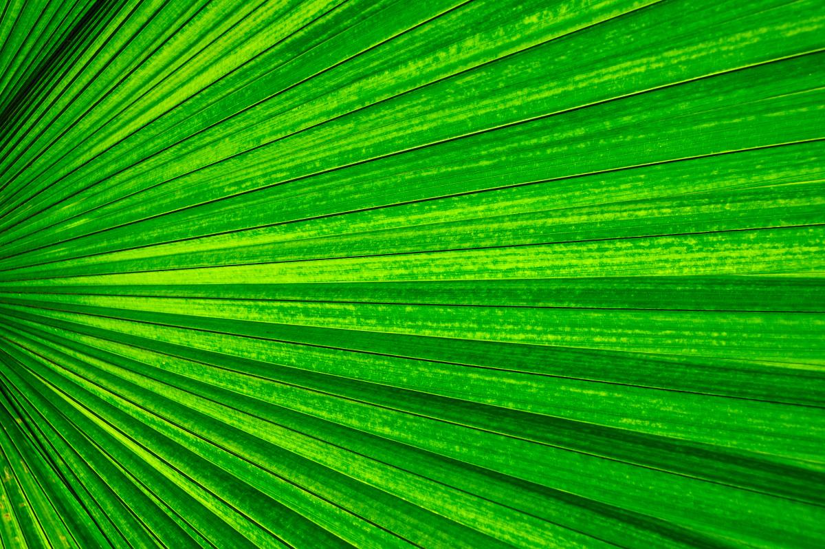 Plant leaf