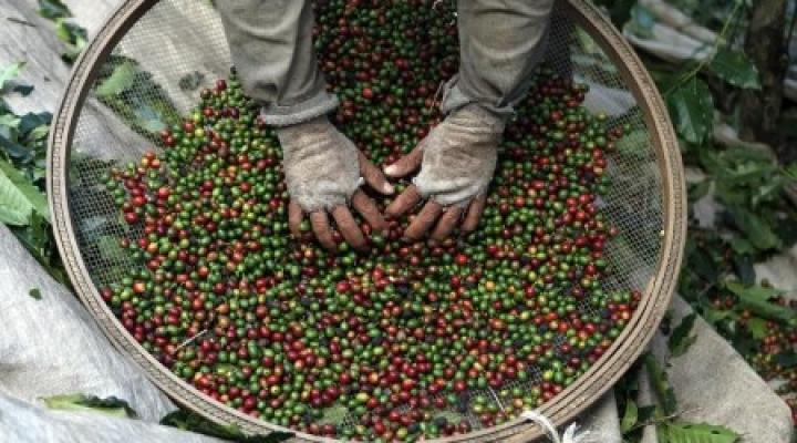 Brazil Coffee Farmers See Losses From Drought In 2021 Crop | Nasdaq