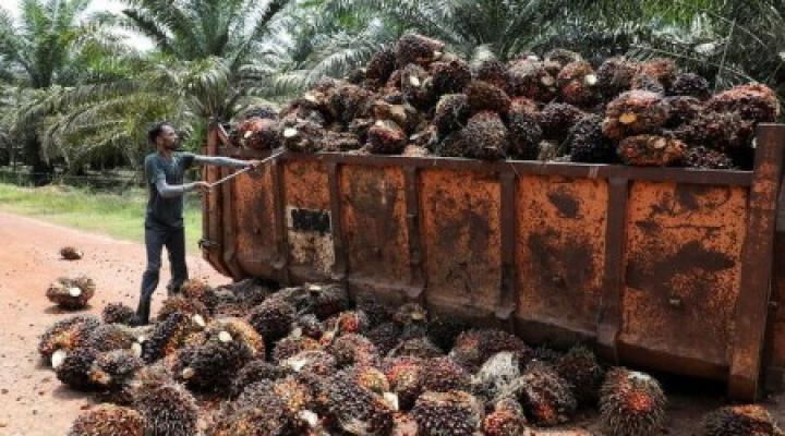 VEGOILS-Palm Oil Rises As Floods Likely To Disrupt Harvest Process | Nasdaq