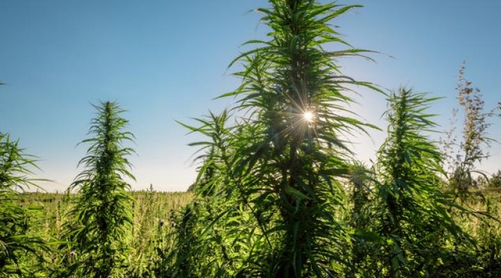 Marijuana Cannabis Grow Farm Legalization Getty