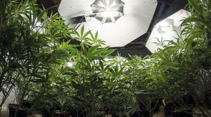 Marijuana Plants Under Grow Lights Getty