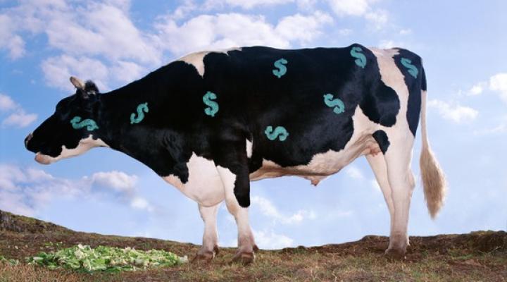 Cash Cow Getty