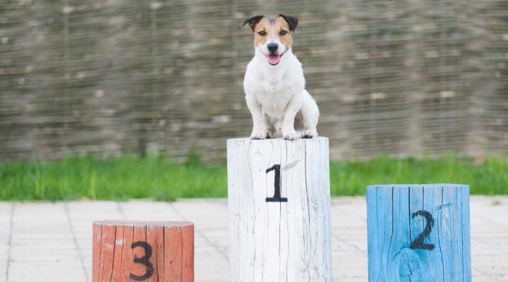 Smiling dog on a first place pedestal.