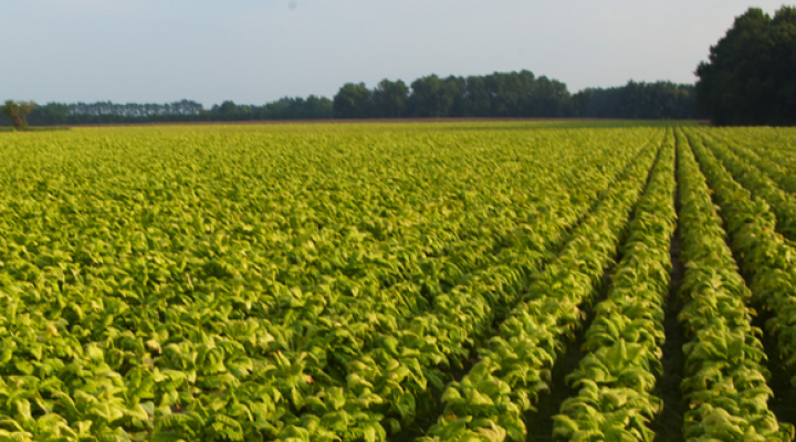 Tobacco field.