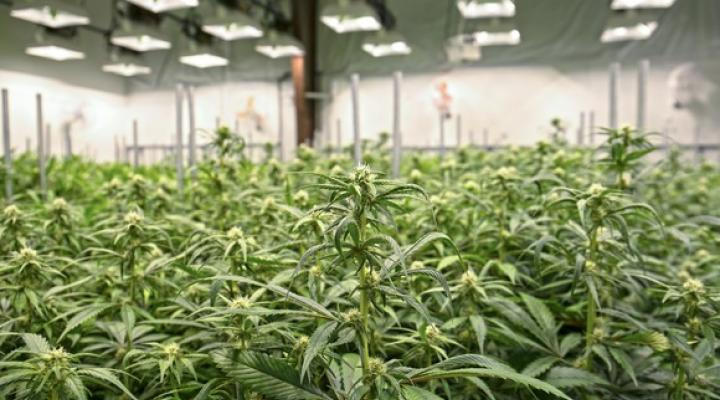 Marijuana growing in a greenhouse