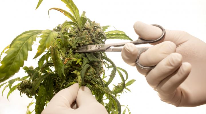 Hands holding scissors to trim cannabis plant.