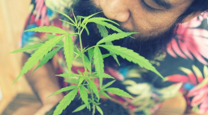 A man smelling the cannabis leaves from a potted plant.